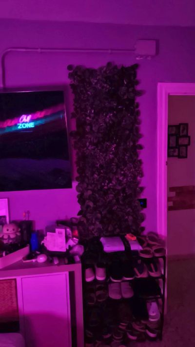 Dani_MalaPedro live from Spain